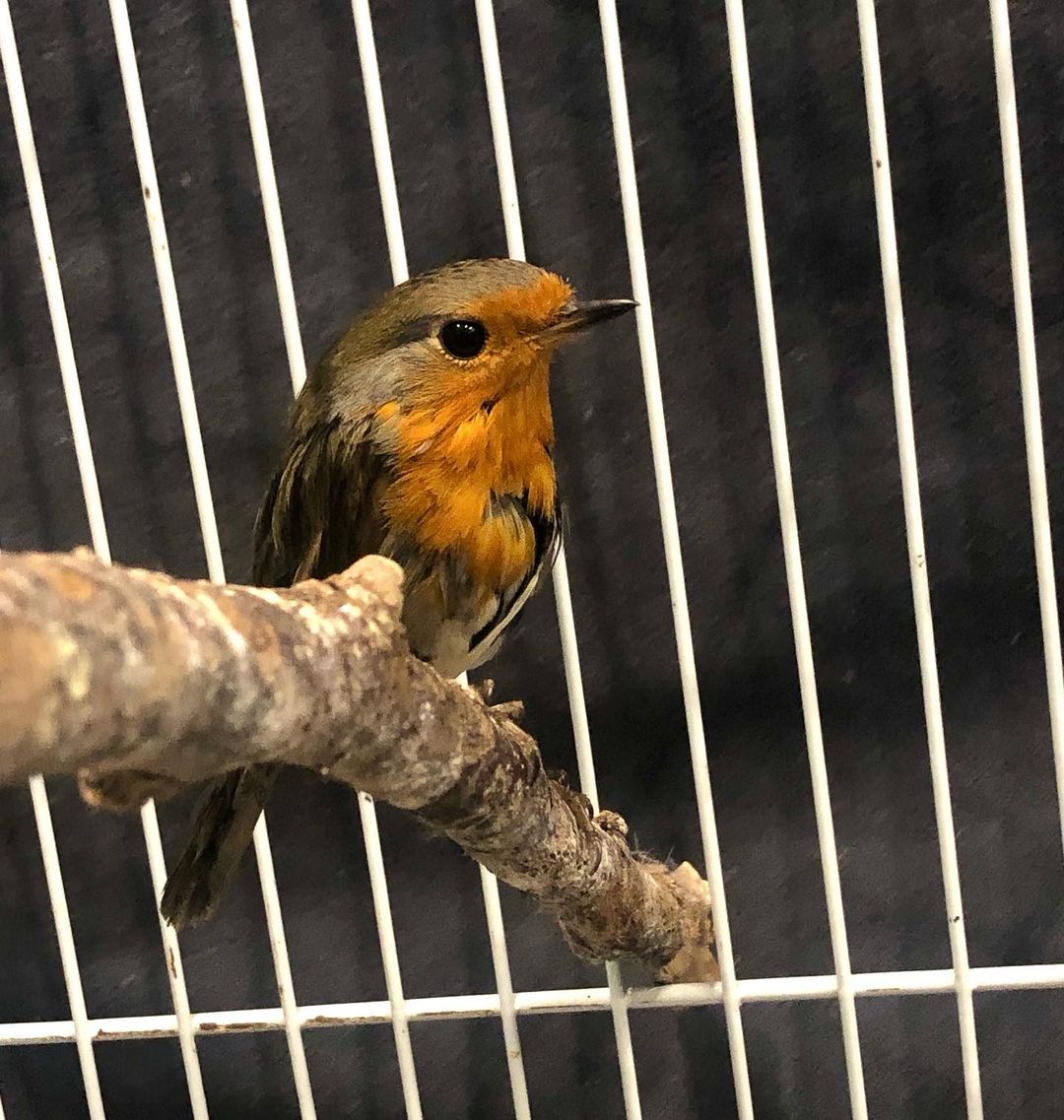 Petite cage pour oiseaux rouge de Prevue Pet 