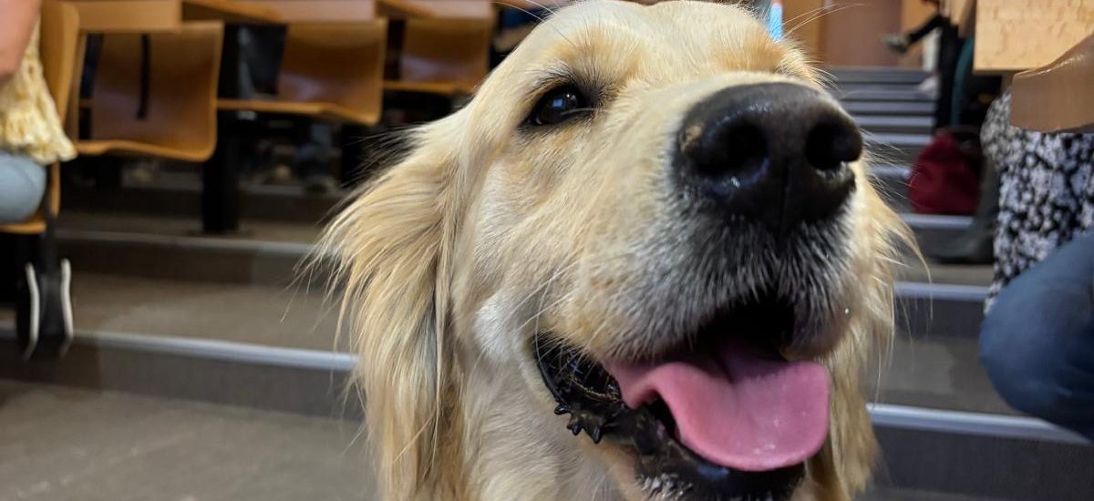 Golden retriever