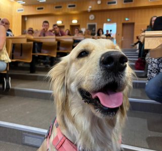 Golden retriever