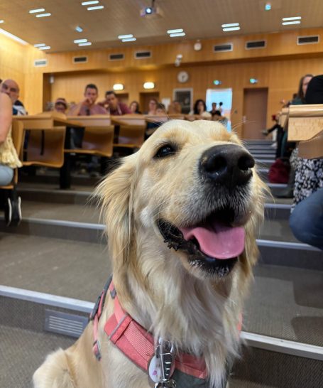Golden retriever